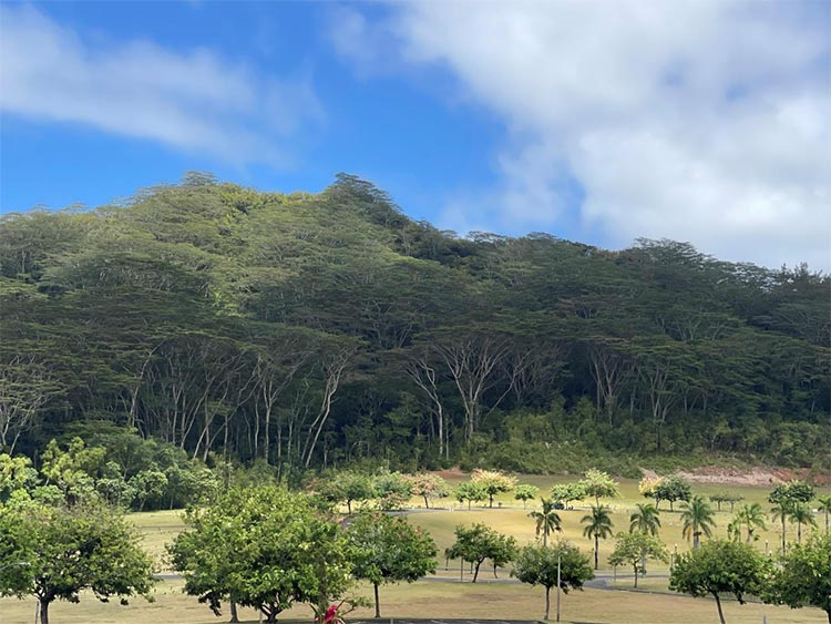 沢山の緑に囲まれた墓地